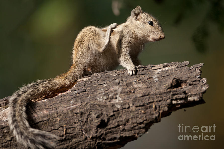 Northern Palm Squirrel Photograph by Bernd Rohrschneider