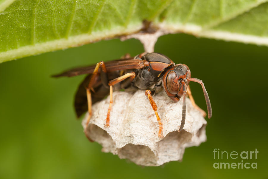 Northern Paper Wasp and Nest Photograph by Clarence Holmes