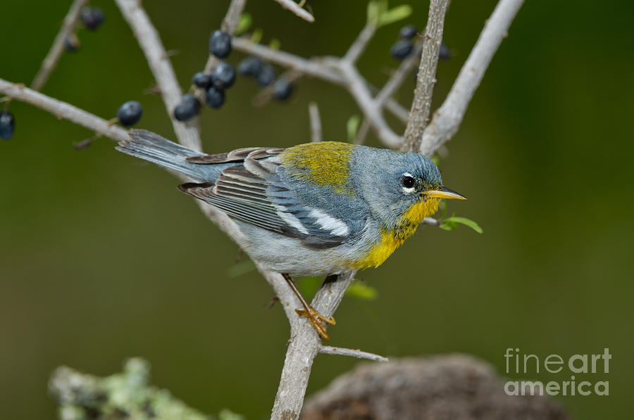 Warbler Photograph - Northern Parula by Anthony Mercieca