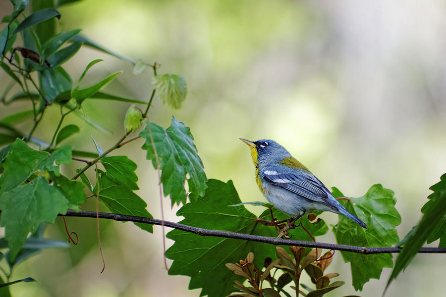 Northern Parula I Photograph by Dawn Currie