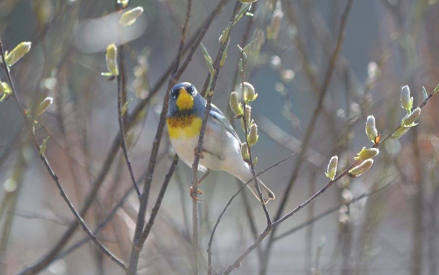 Northern Parula Photograph by James Petersen