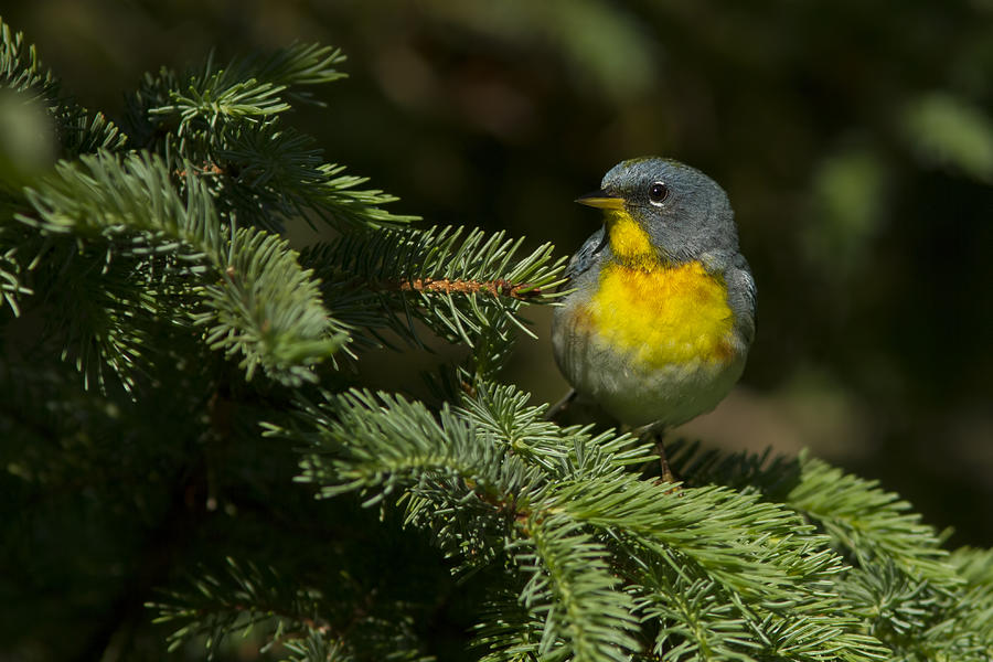 Spring Photograph - Northern Parula by Mircea Costina Photography