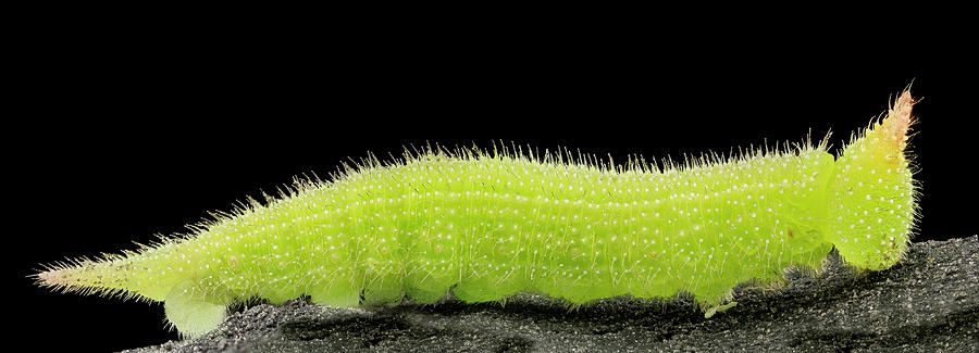 Northern Pearly-eye Caterpillar Photograph by Us Geological Survey