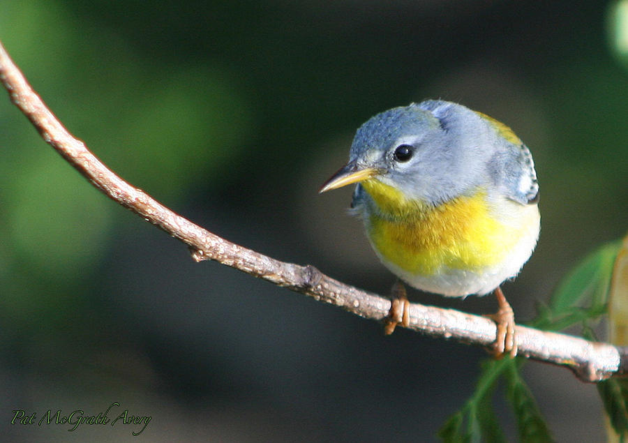 Birds Photograph - Northern Perula by Pat McGrath Avery Birds Photograph - Northern Perula by Pat McGrath Avery