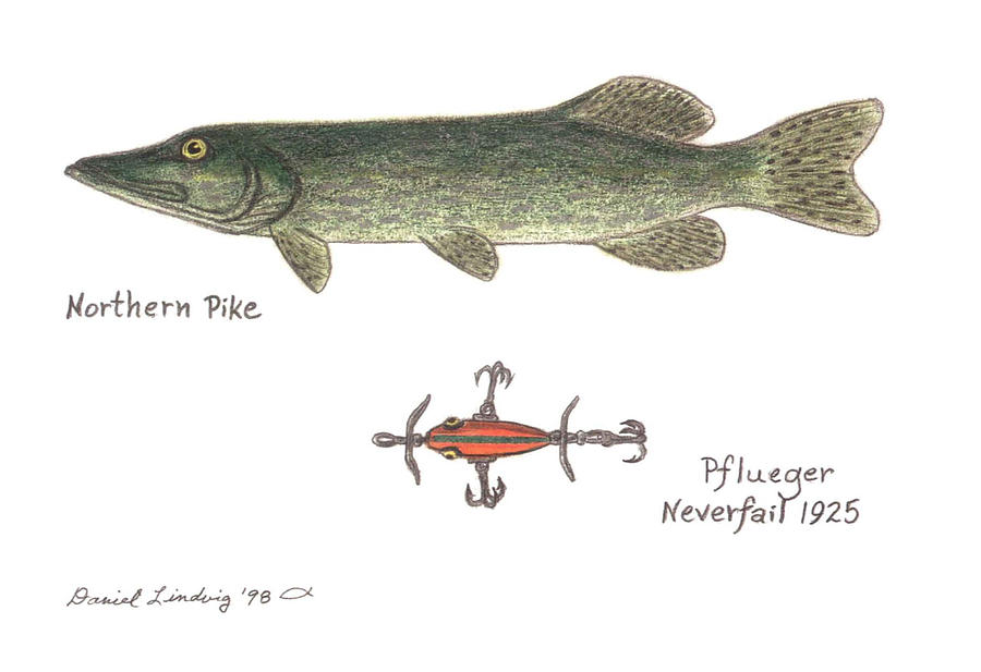 Fish Drawing - Northern Pike and Pflueger Neverfail Lure 1925 by Daniel Lindvig