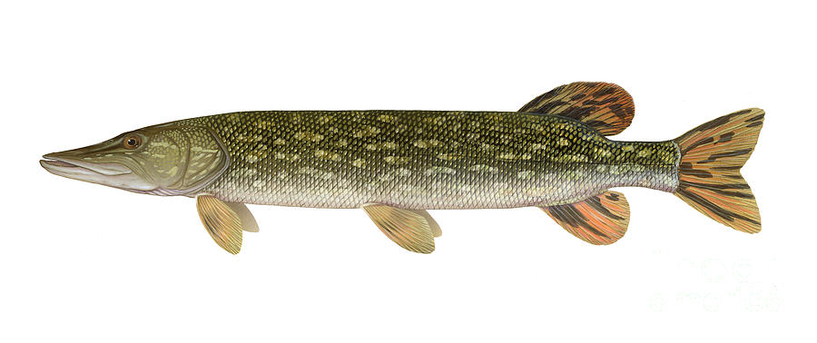 Northern Pike Photograph by Carlyn Iverson