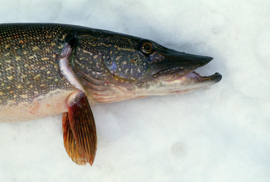 Nature Photograph - Northern Pike Fish On Snow, Close by Animal Images