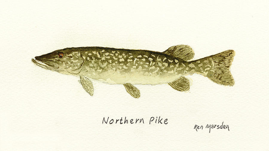 Northern Pike Painting by Ken Marsden