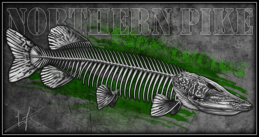 Northern Pike Skeleton by Nick Laferriere