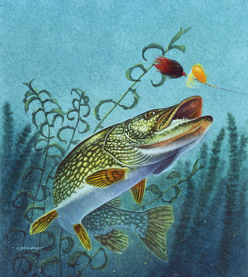 Northern Pike Spinner Bait Painting by JQ Licensing