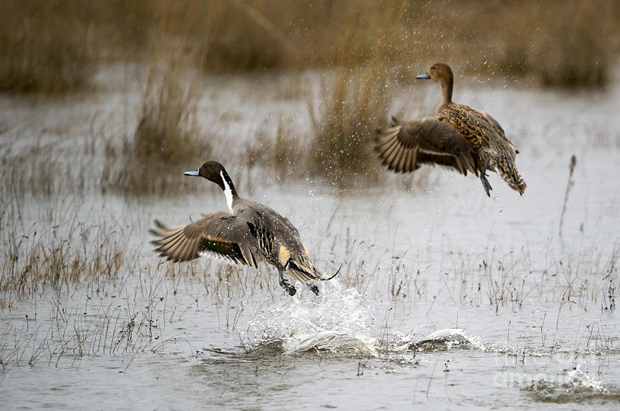 Northern Pintail Flight Photograph by Michael Dawson - Fine Art America