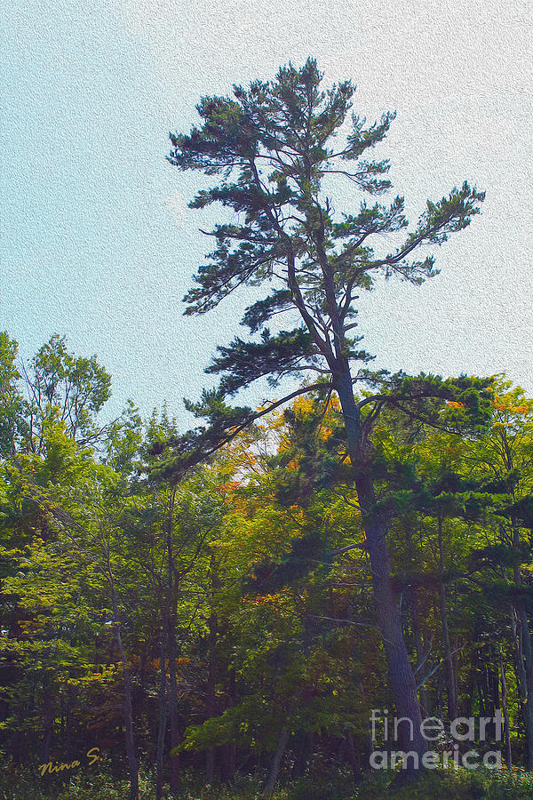 Northern Pine Painting Photograph by Nina Silver