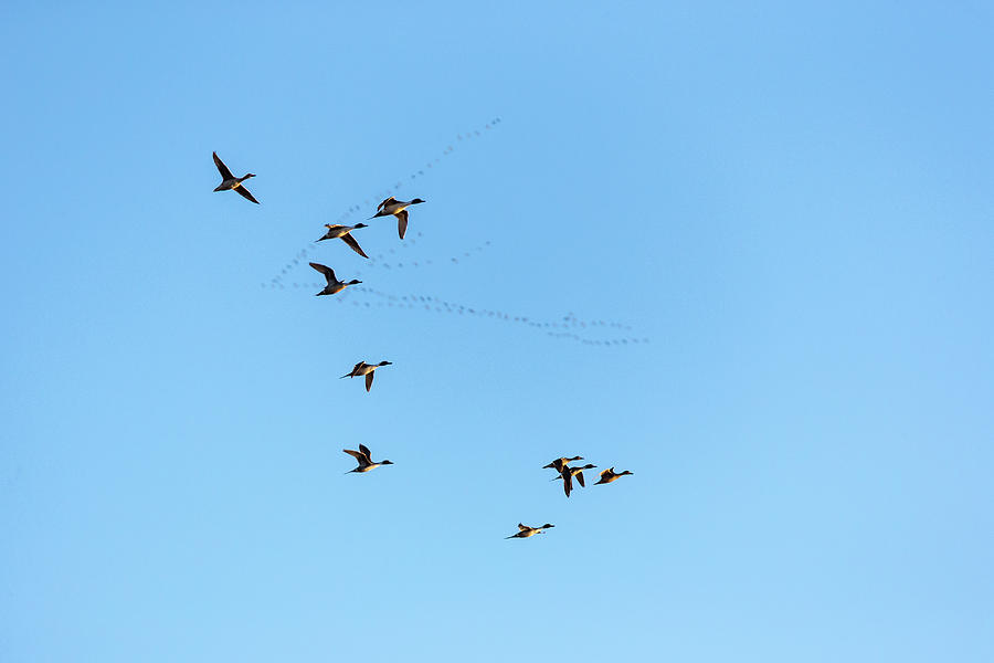 Nature Photograph - Northern Pintail Anas Acuta Ducks by Tyler D. Rickenbach