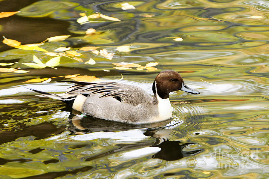Northern Pintail Photograph by Dennis Hammer