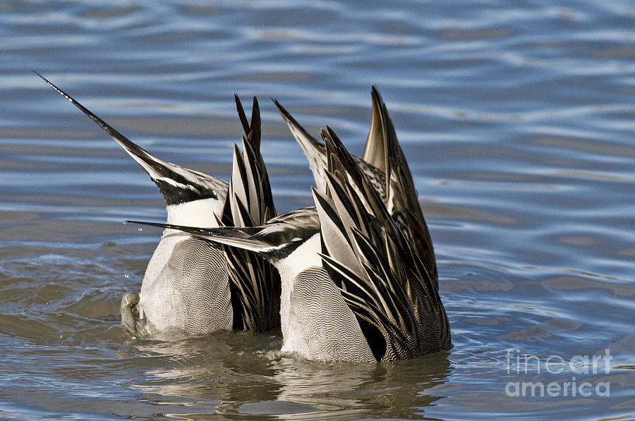 Nature Photograph - Northern Pintail Drakes Feeding by William H. Mullins