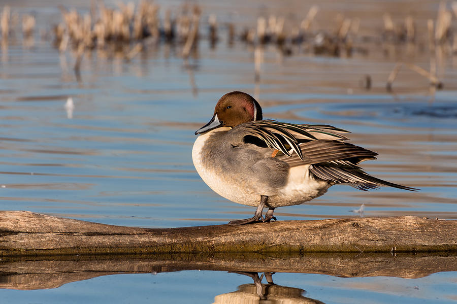 Northern Pintail Duck at Colusa Photograph by Kathleen Bishop