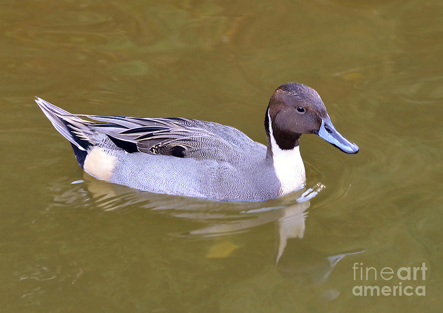 Northern Pintail Duck Photograph by Kathy Baccari