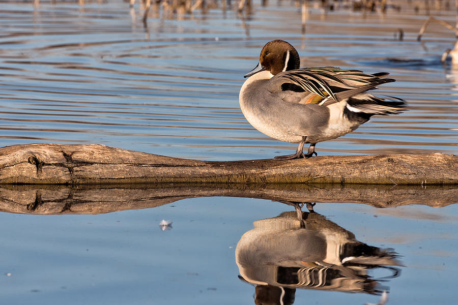 Northern Pintail Duck Reflections Photograph by Kathleen Bishop