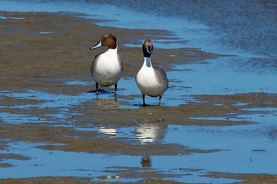 Northern Pintail Ducks Photograph by Stuart Litoff