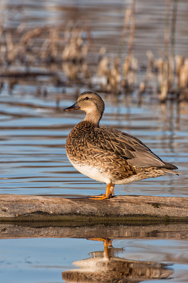 Northern Pintail Hen On A Log Photograph by Kathleen Bishop
