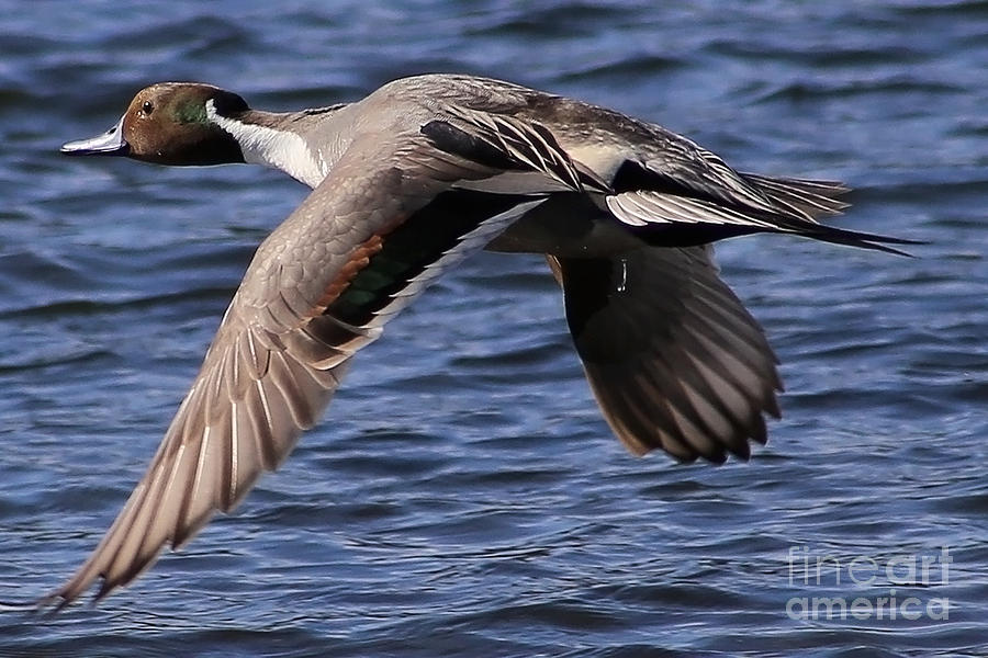 Northern Pintail in Flight Photograph by Sue Harper - Fine Art America