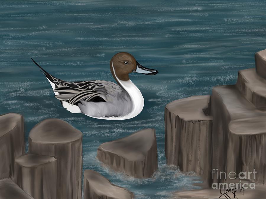 Northern Pintail Drawing by Lisa Estep - Fine Art America