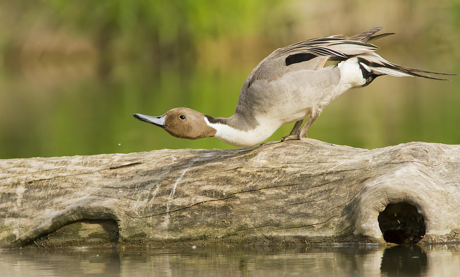 Fall Photograph - Northern Pintail  by Mircea Costina Photography