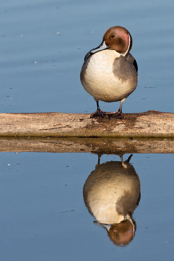 Northern Pintail on a Log Photograph by Kathleen Bishop