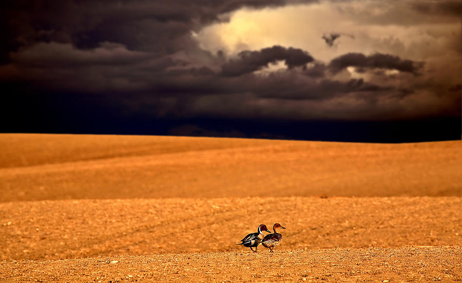 Northern Pintail pair out walking in Saskatchewan Photograph by Mark Duffy