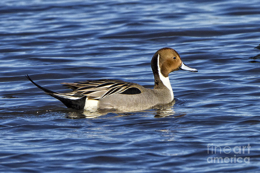 Northern Pintail Photograph by Ronald Lutz