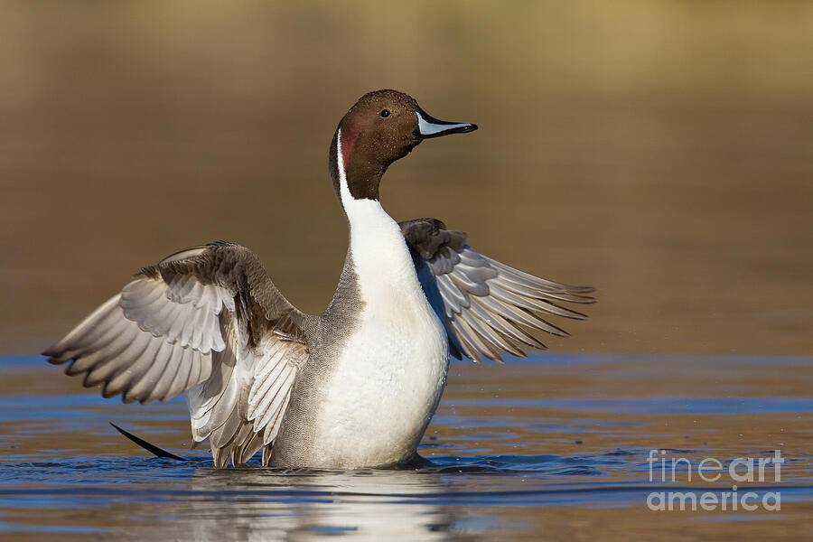 Duck Photograph - Northern Pintail wing flap by Bryan Keil
