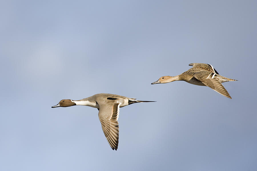 Northern Pintails Flying Gloucestershire Photograph by Dickie Duckett