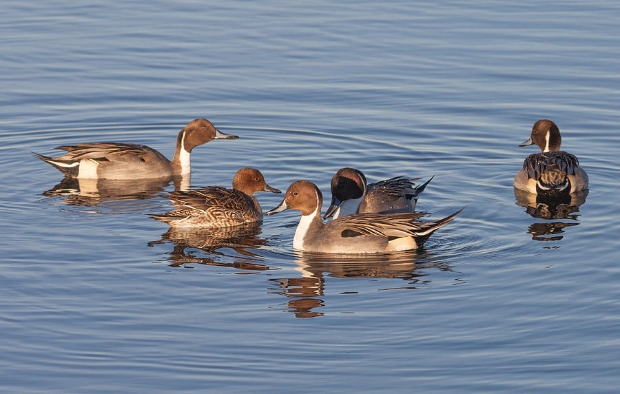 Northern Pintails Photograph by Melinda Fawver