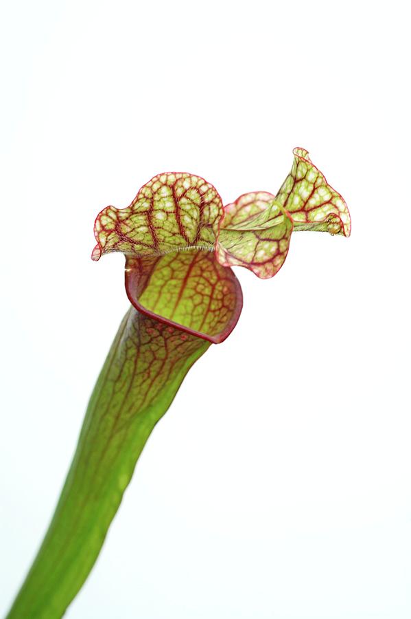 Northern Pitcher Plant Photograph by Michael Clutson/science Photo Library