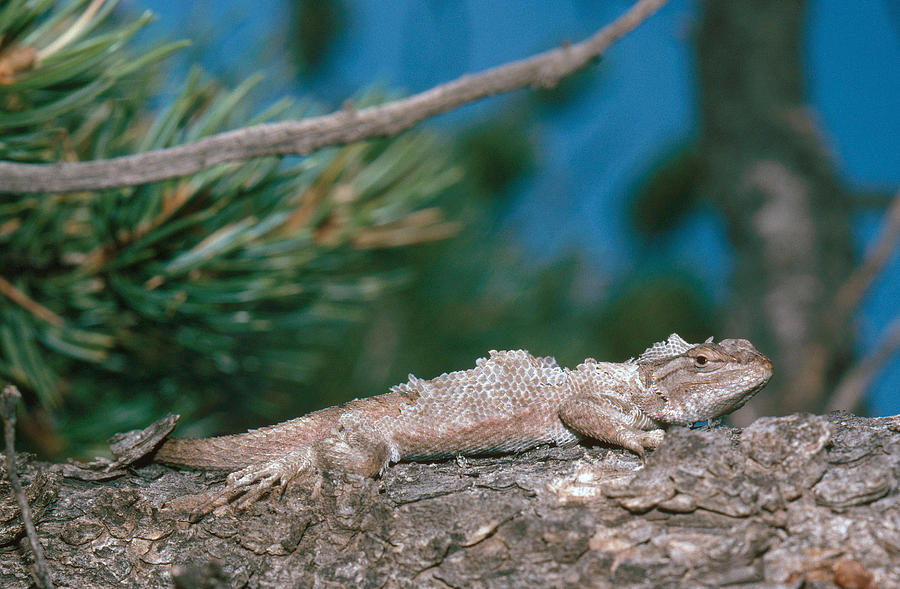 Northern Plateau Lizard Shedding Photograph by Robert J. Erwin - Pixels