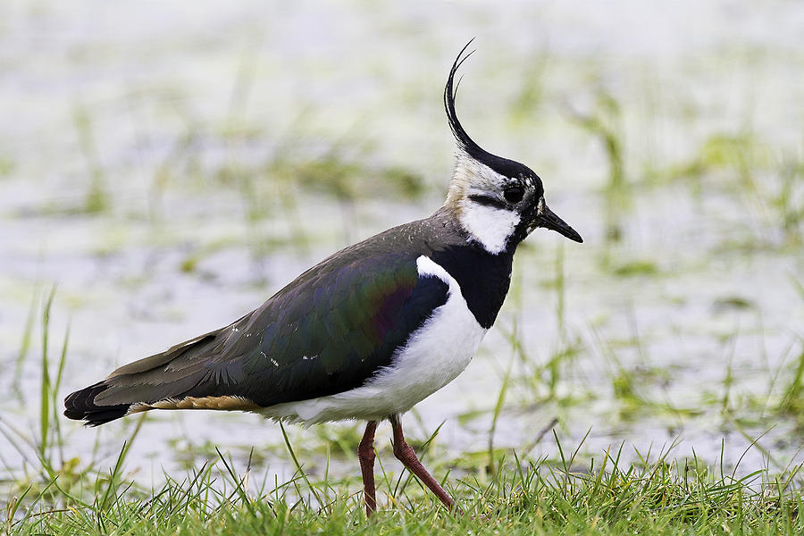 Animal Photograph - Northern Plover Green Lapwing or Peewit by Mr Bennett Kent