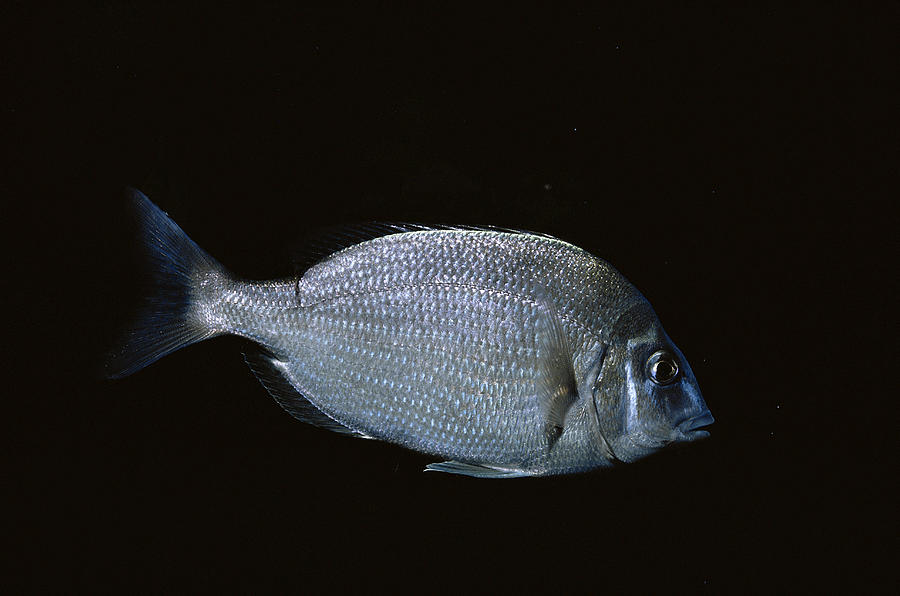 Northern Porgy Or Scup Photograph by Carleton Ray