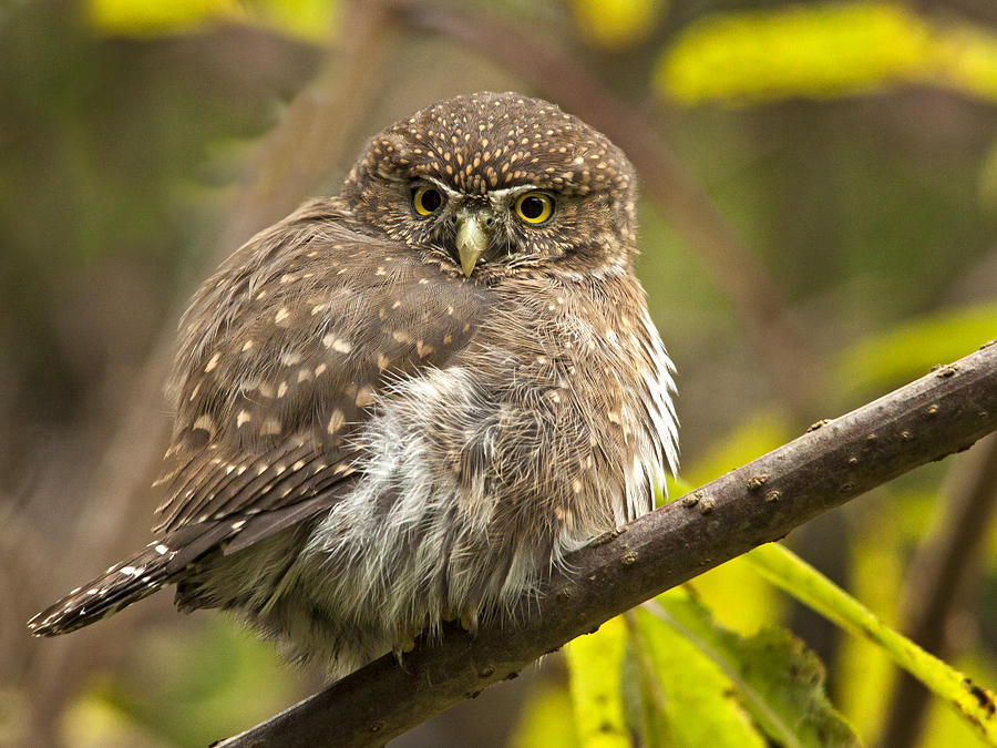Wildlife Photograph - Northern Pygmy Owl by Inge Riis McDonald