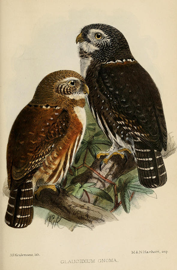 John James Audubon Painting - Northern Pygmy Owl by Dreyer Wildlife Print Collections 