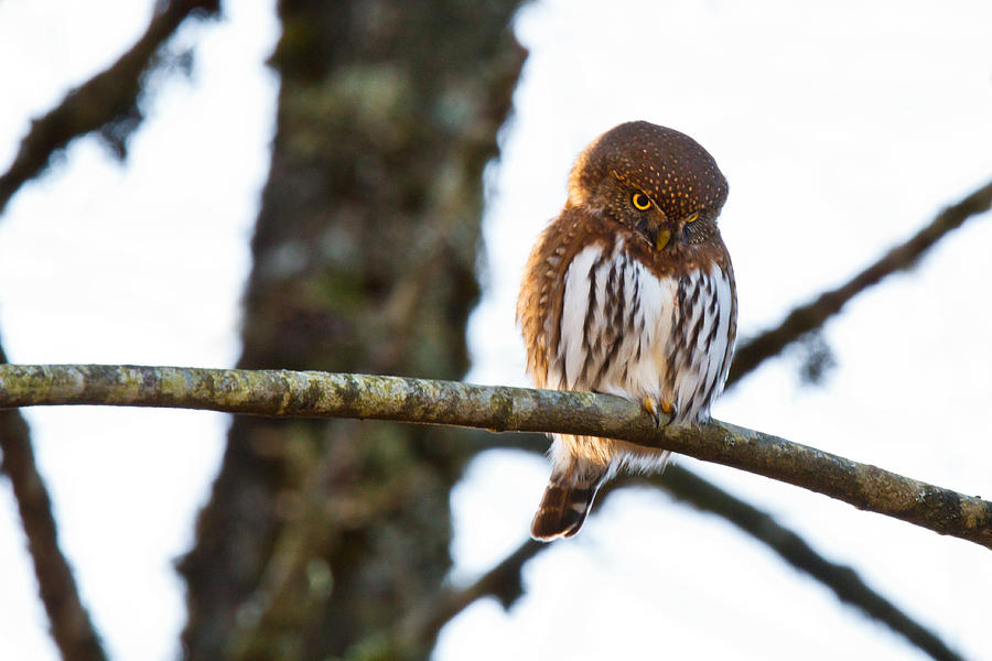 Northern Pygmy Owl Photograph by Michael Russell