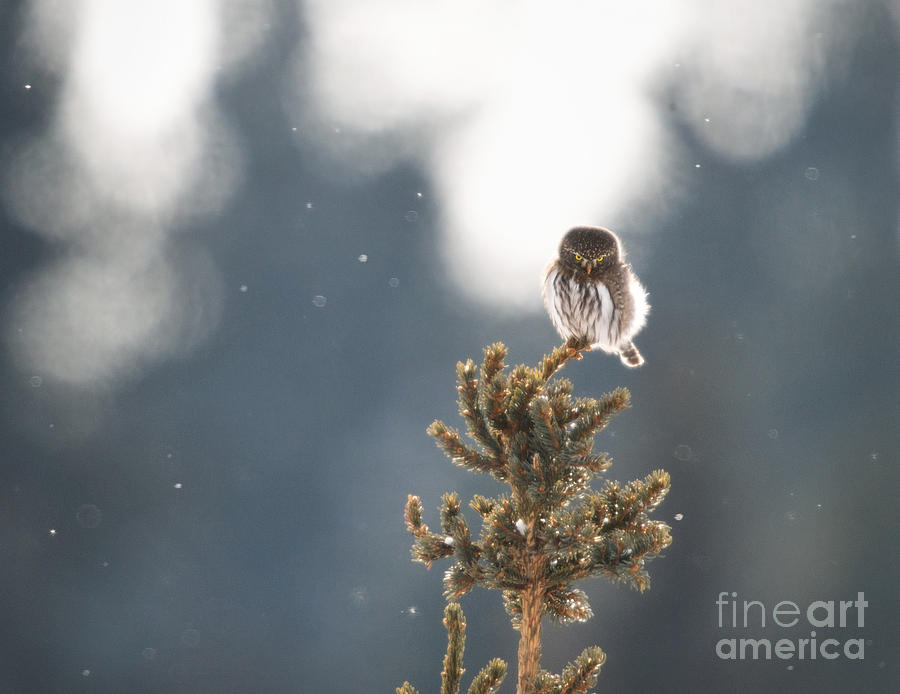 Northern Pygmy Owl Photograph by Shannon Carson