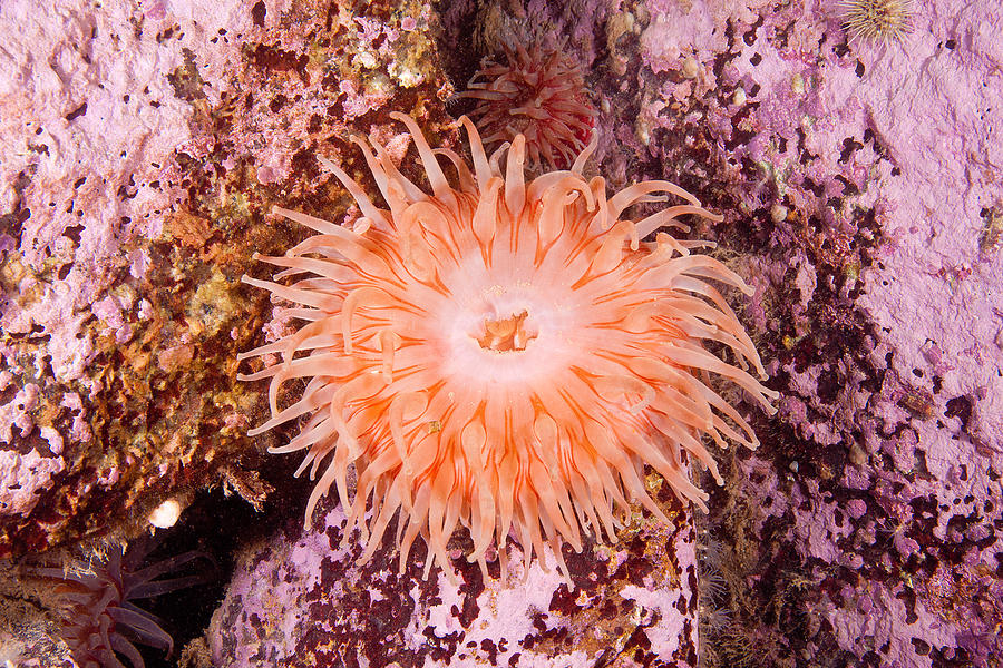 Northern Red Anemone Photograph by Andrew J. Martinez