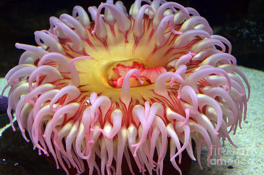 Northern Red Anemone Photograph by Robert Meanor