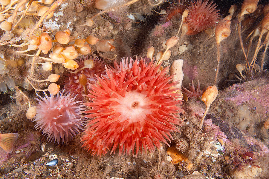 Animal Photograph - Northern Red Anemones by Andrew J. Martinez