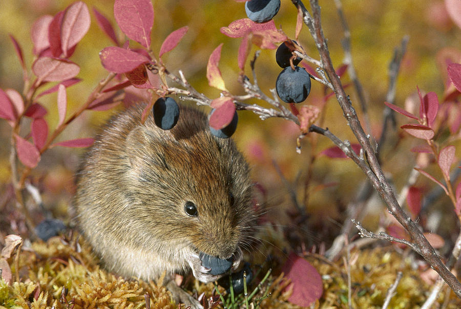 Northern Red-backed Vole Feeding Photograph by Michael Quinton