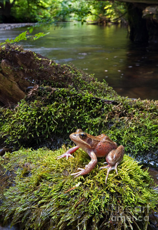 Northern Red-legged Frog Photograph by Stuart Wilson