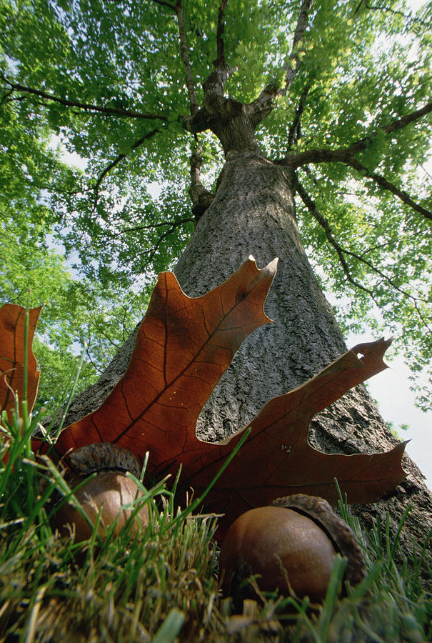 Northern Red Oak Acorns and Tree Photograph by Mark Moffett
