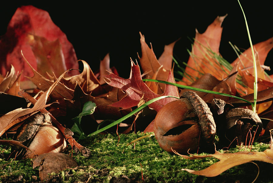 Northern Red Oak Tree With Acorns Photograph by Mark Moffett Northern Red Oak Tree With Acorns Photograph by Mark Moffett