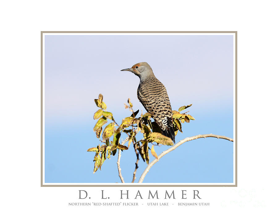 Northern Red Shafted Flicker Photograph by Dennis Hammer