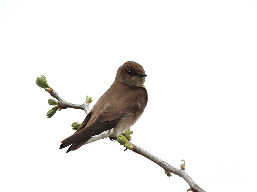 Northern Rough-winged Swallow Photograph by Jack R Brock